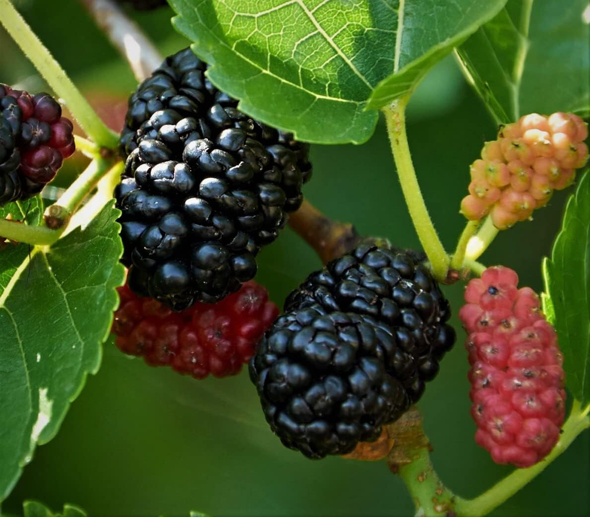 25+ Mulberry SEEDS Morus Rubra USA Fruit Tree Sweet Edible