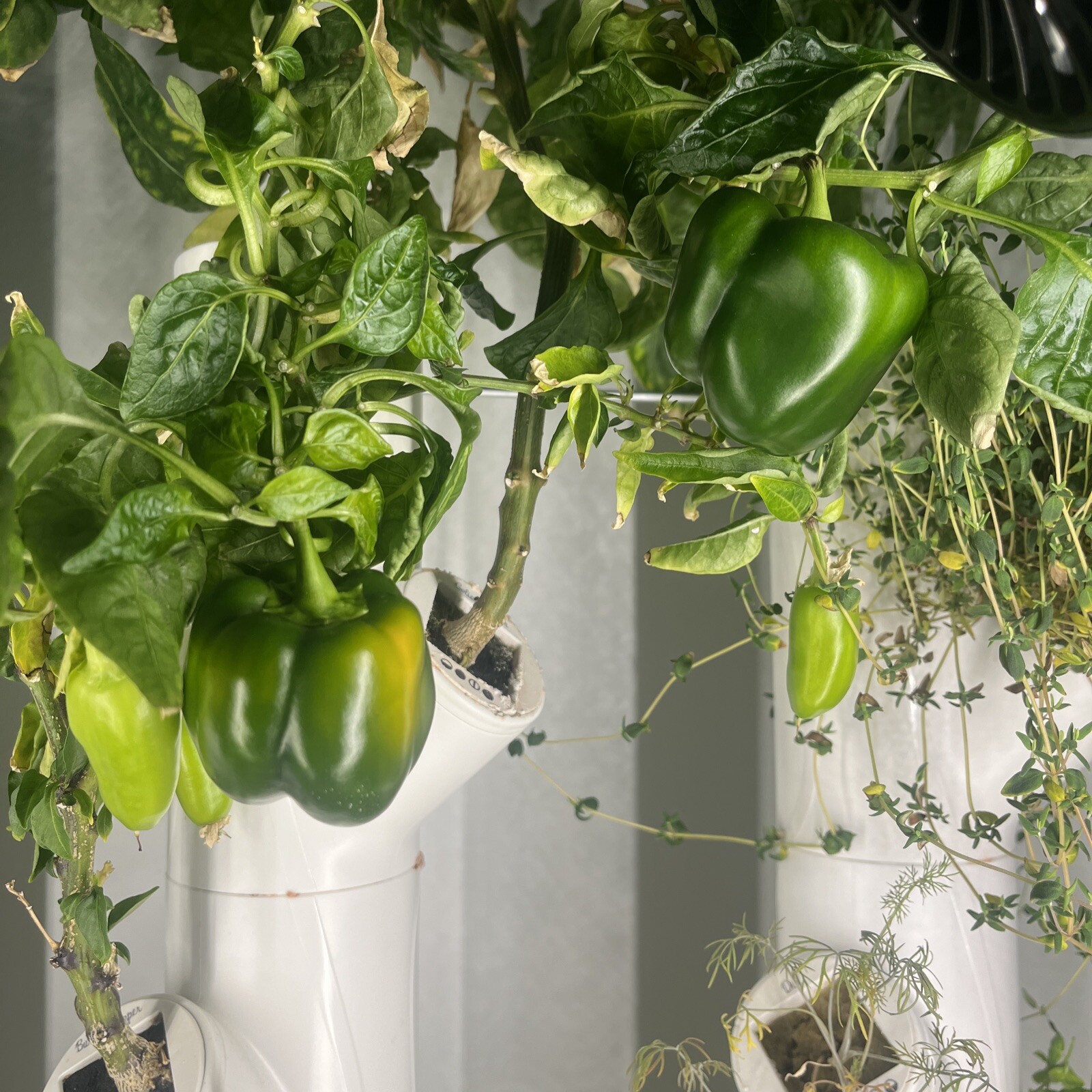 GREEN BELL PEPPER SEEDS 30+ “EMERALD GIANT” SWEET PEPPER Non-Gmo Hydroponic