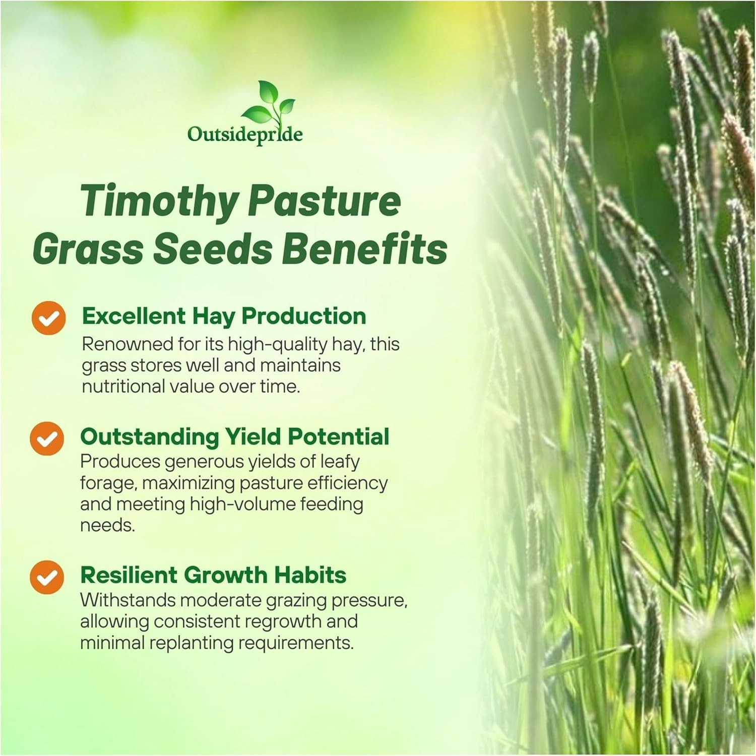 25 LBS Timothy Bunch Grass Seed