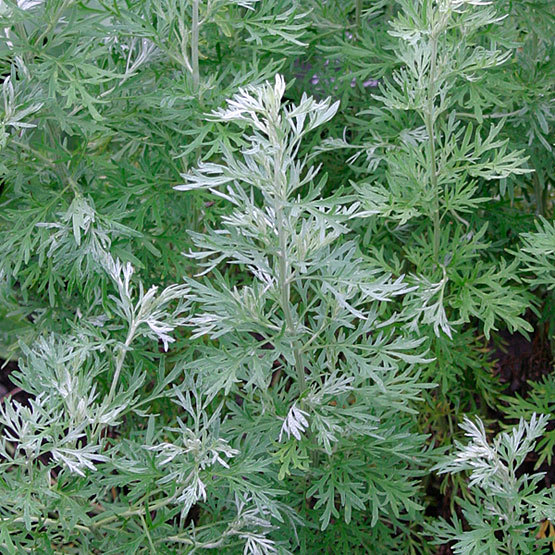 Herb Seed: Wormwood Seeds Fresh Seed FREE Shipping