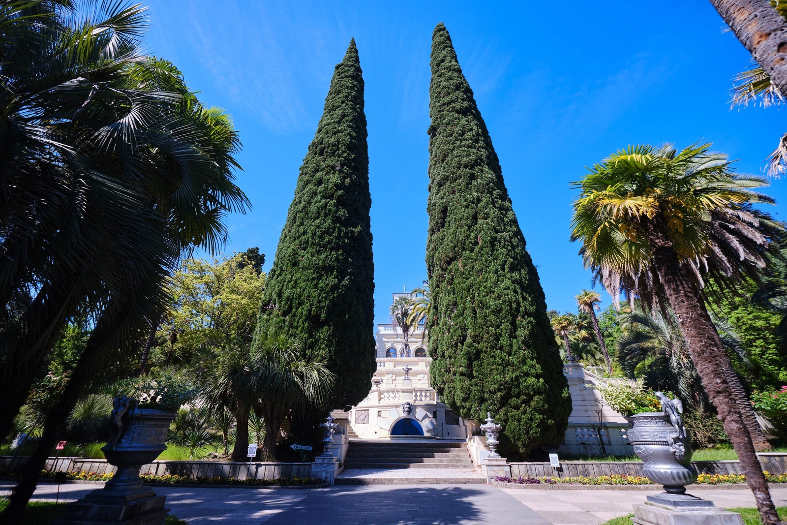 20 MEDITERRANEAN CYPRESS TREE Italian Pencil Pine Cupressus Sempervirens Seeds