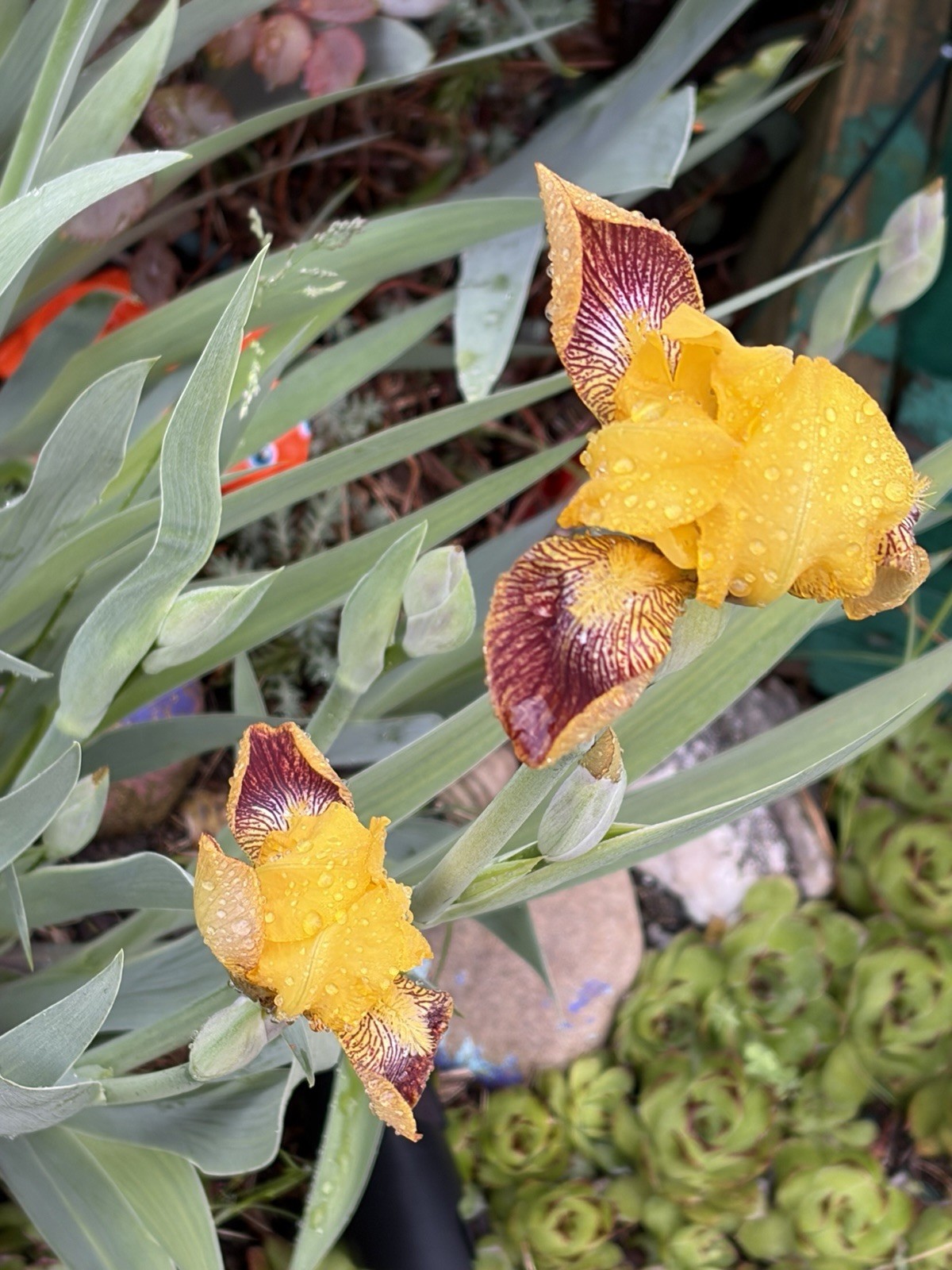Dwarf Yellow And Reddish- Brown Veining Bearded Iris- 6 Rhizomes Mini Irises