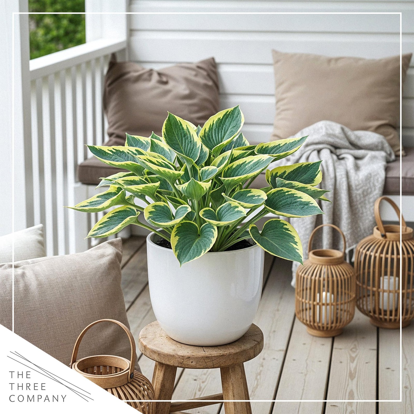 Hosta Plants First Frost Variety, 3 Per Pack, 10″ Tall, 1 Qt Pot