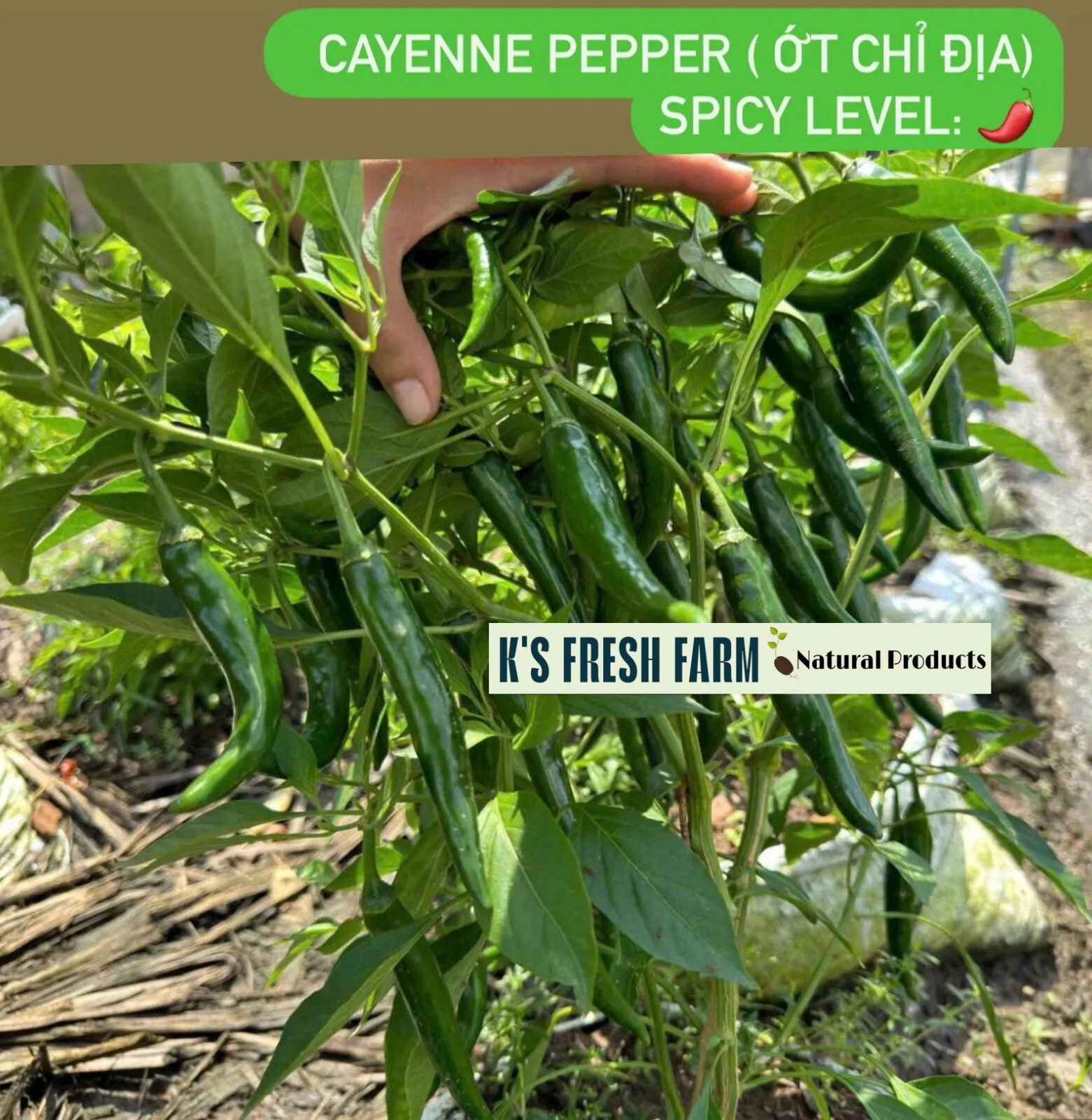 Cayenne Long Thin Red/ Goat Horn Pepper Seeds- hạt giống Ớt Chỉ Địa/ Ớt Sừng