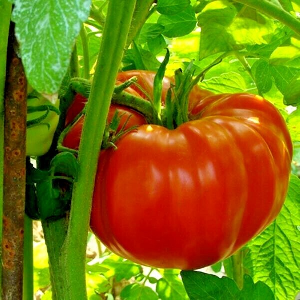 150+BEEFSTEAK TOMATO Seeds Organic Native Vegetable Summer Garden Container Easy
