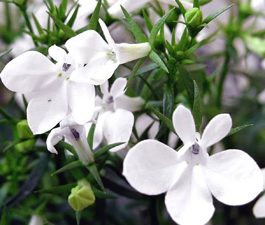 LOBELIA WHITE LADY Lobelia Erinus – 1,000 Bulk Seeds