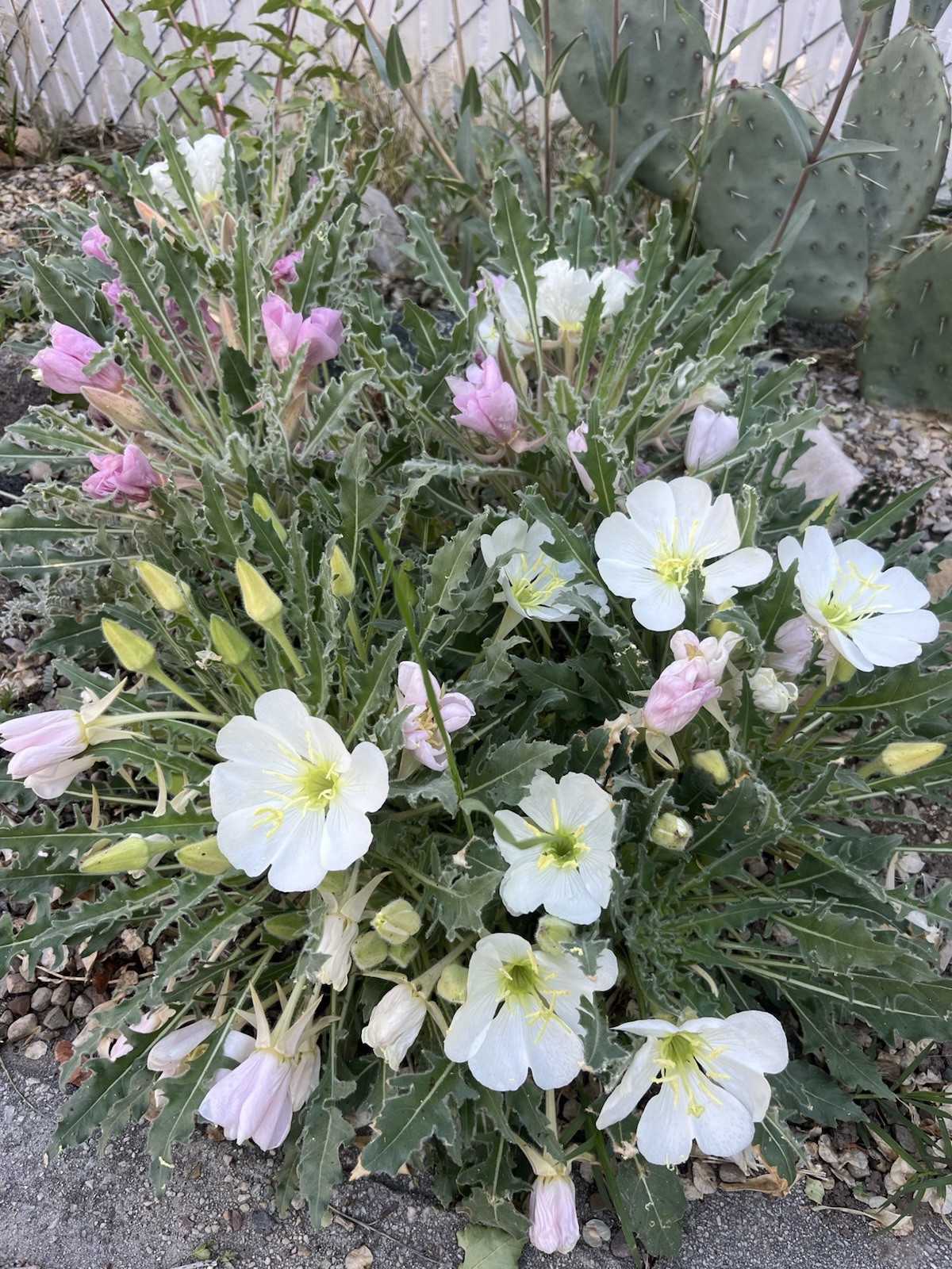 OE01: Fragrant Evening Primrose Seed ~50 Ct Cold Hardy Wildflower Oenothera caes