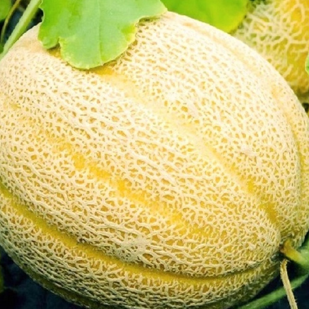Hales Best Jumbo Cantaloupe Seeds | NON-GMO | Heirloom | Fresh Garden Seeds