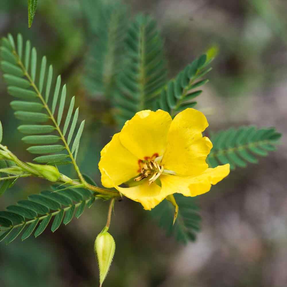 1000 Seeds Partridge Pea Seeds Drought Tolerant Wild Flower & Forage Seed