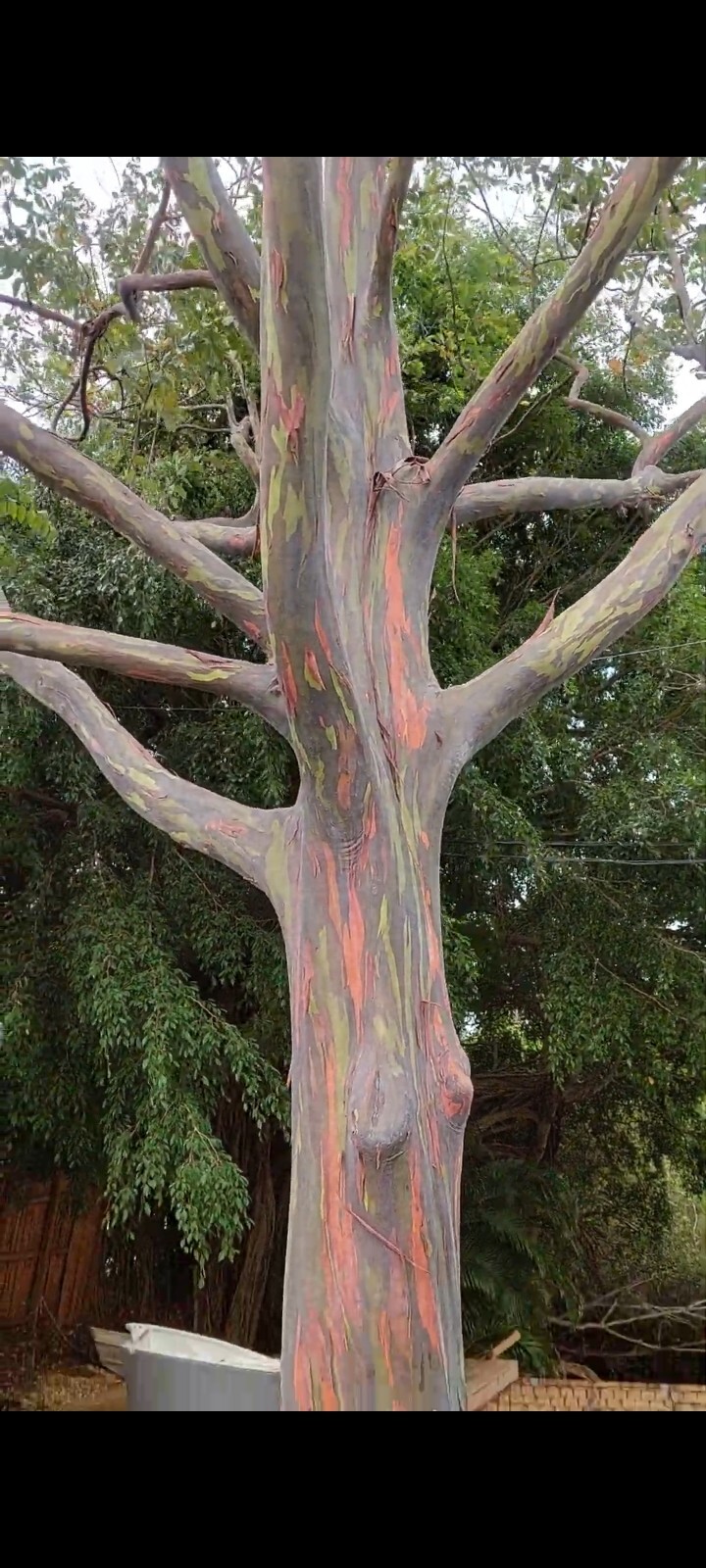 Rainbow Eucalyptus Tree Seeds (10 Pods) See Pictures.