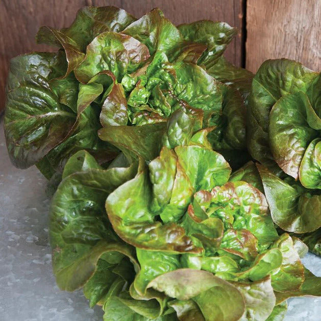 Bronze Mignonette Butterhead Lettuce Seeds | Lactuca Red Buttercrunch Bibb 2024