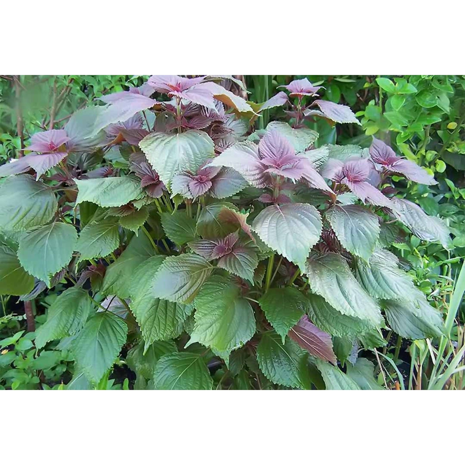 Purple Shiso Perilla Herb Organic Seeds Tia To – Heirloom, Non GMO – 100+ seeds
