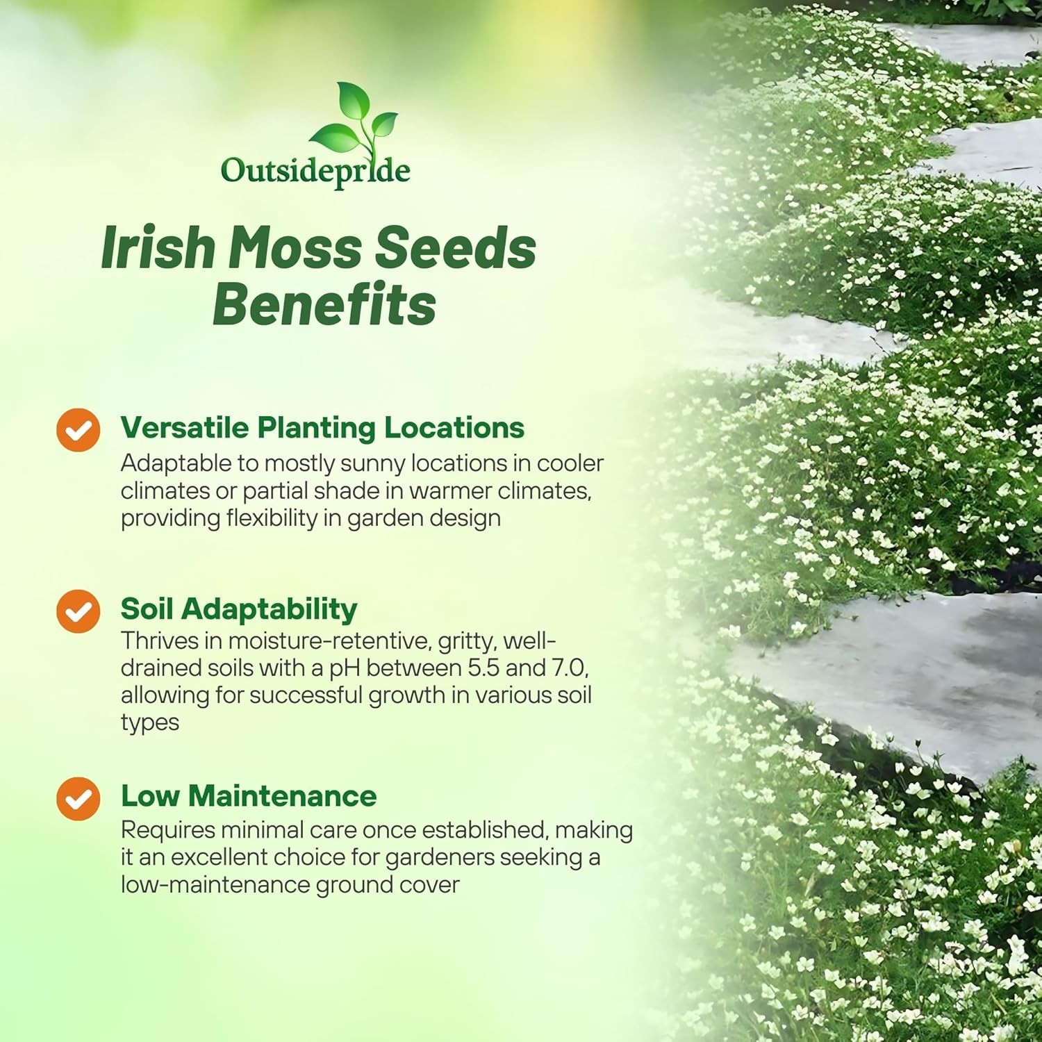 5000 Seeds Irish Moss Seeds For Planting Outdoors | Low Maintenance Ground