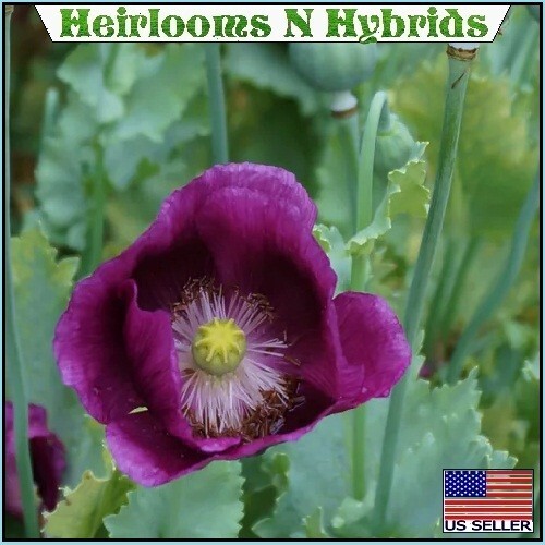 2,500 Authentic Heirloom Lauren’s Grape Non-GMO Papavaer Somniferum Poppy Seeds