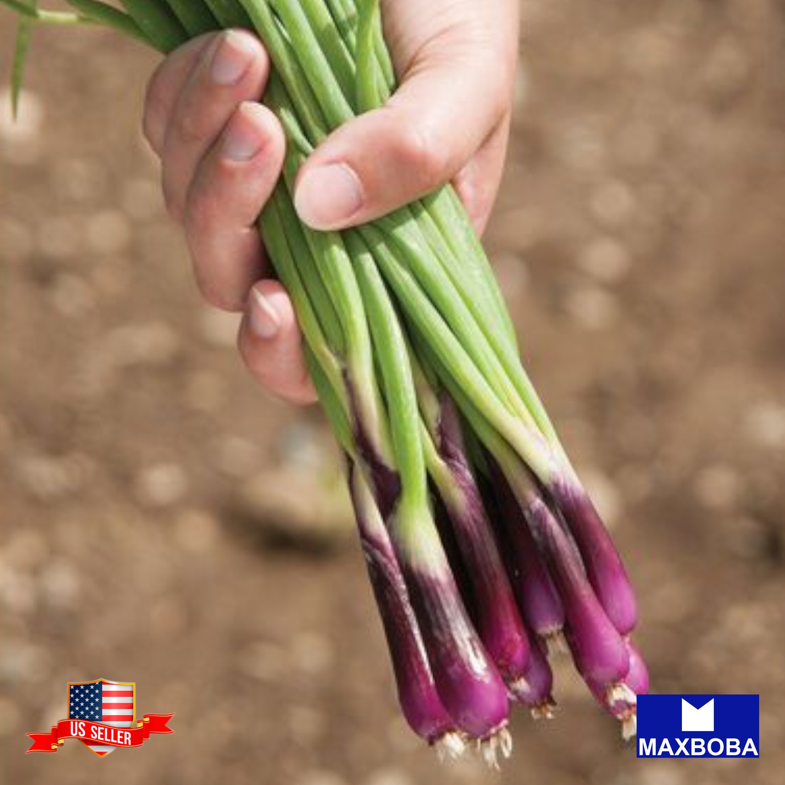 200 Bunching Red Beard Onion Fresh SeedsNon-GMO Vegetable Heirloom