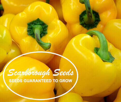 SCARBOROUGH SEEDS Yellow Golden California Wonder Bell Pepper 50 Seeds