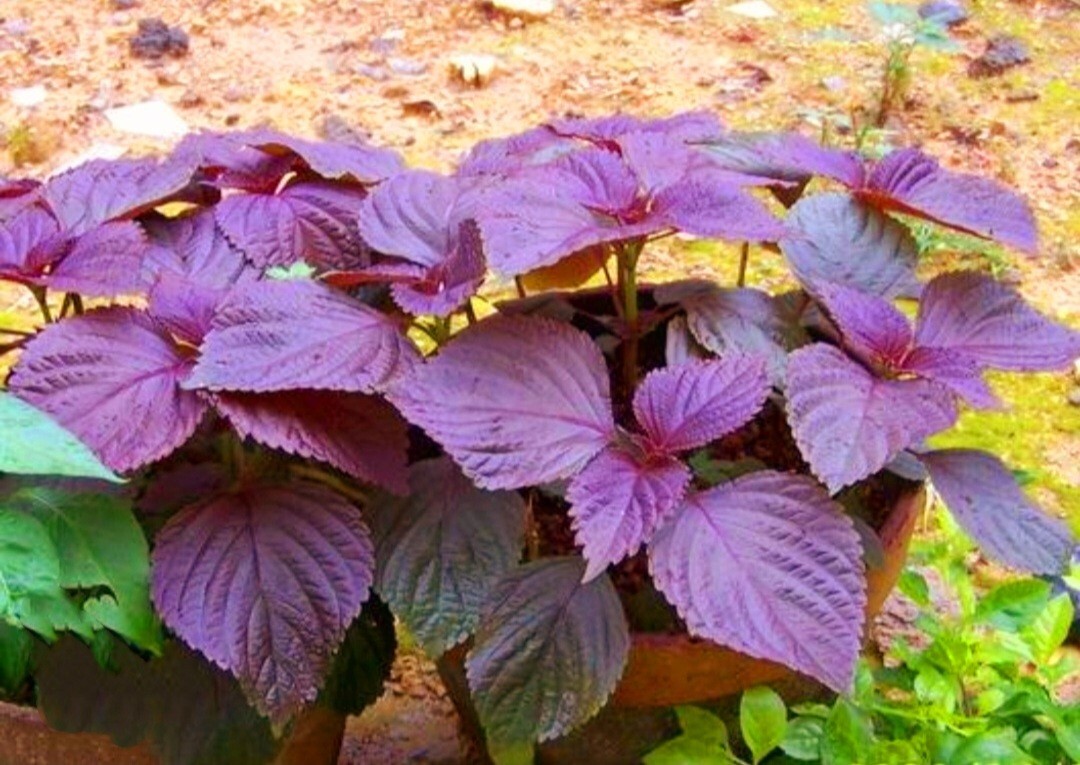 Purple Shiso Seeds, Perilla frutescens, Asian Culinary Chinese basil Red Mint