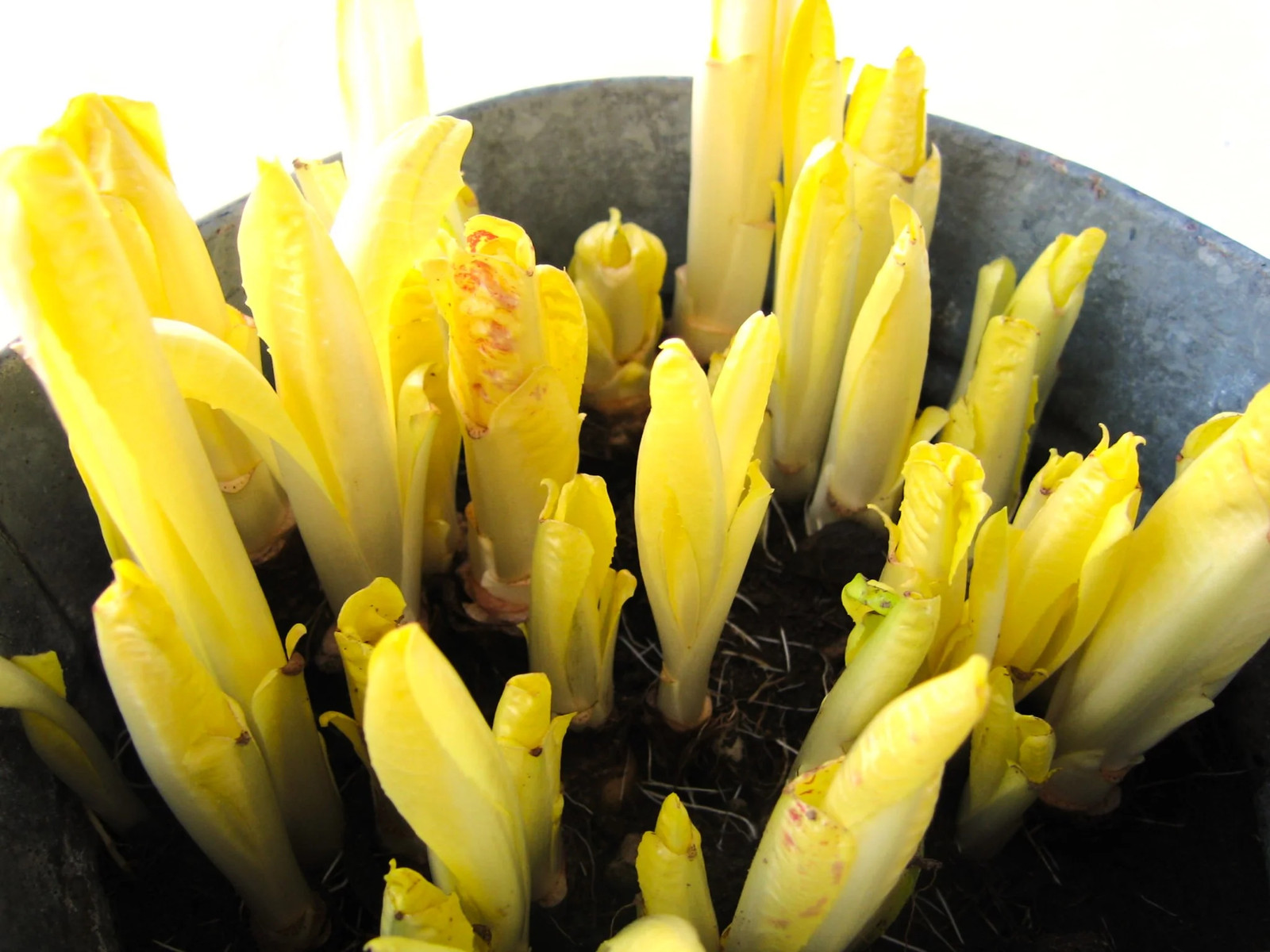 Belgian Endive Seeds, Witloof Chicory | Witlof Chicon Perennial Garden Seed 2024