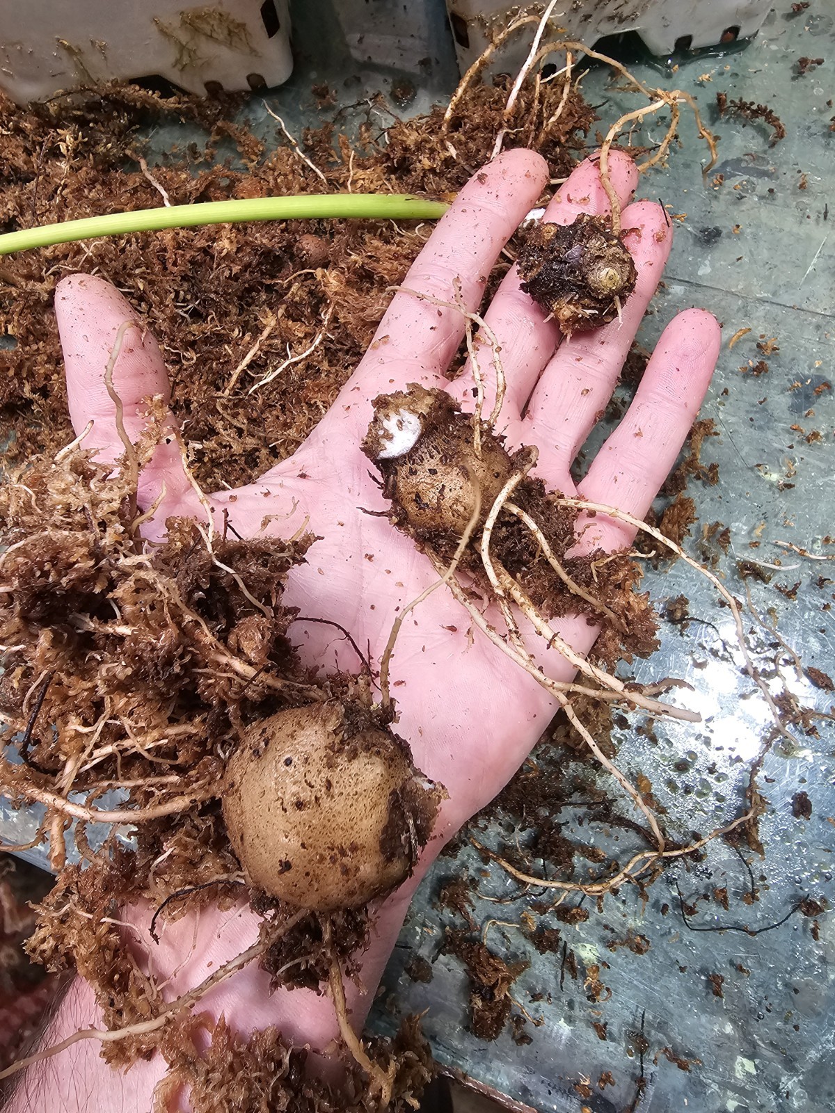Amorphophallus manta Payakumbuh Pastel Silver form! SUPER RARE Medium 1.0″ bulb!