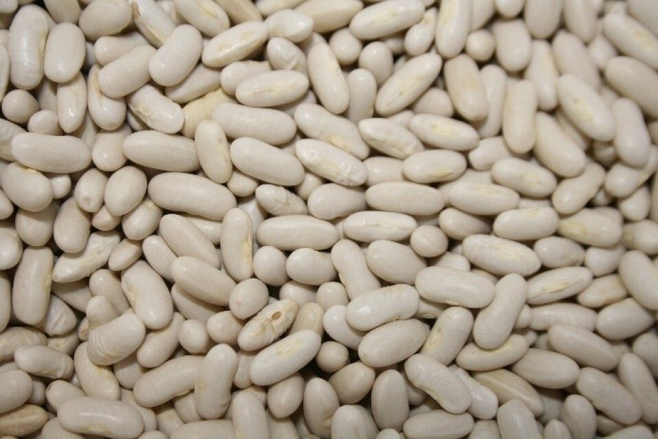 Bean Gold Rush -Yellow / Green Provider-Valentine-French Garden Bush/Organic