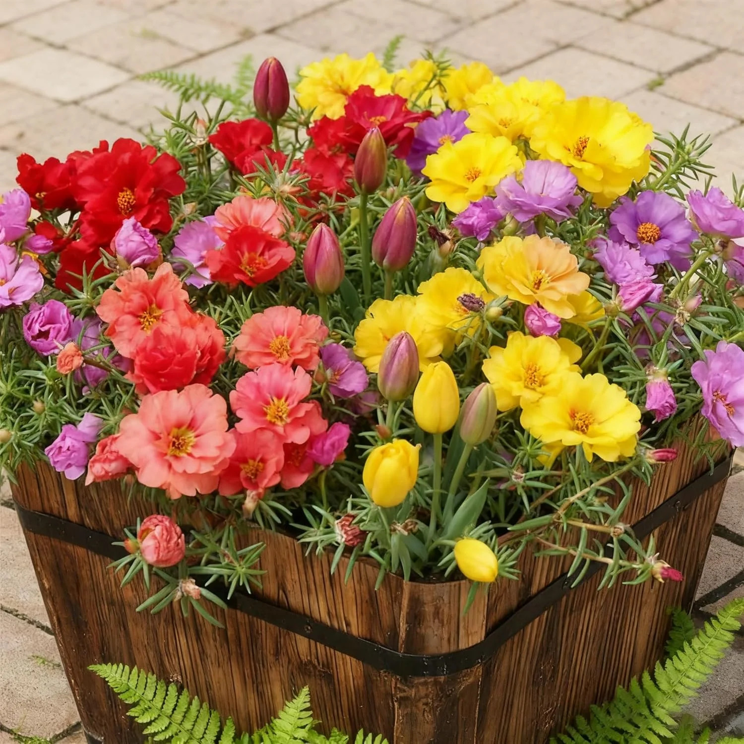 Mixed Color Portulaca Grandiflora Seeds, 20000 Double Moss Rose Seeds for Planti