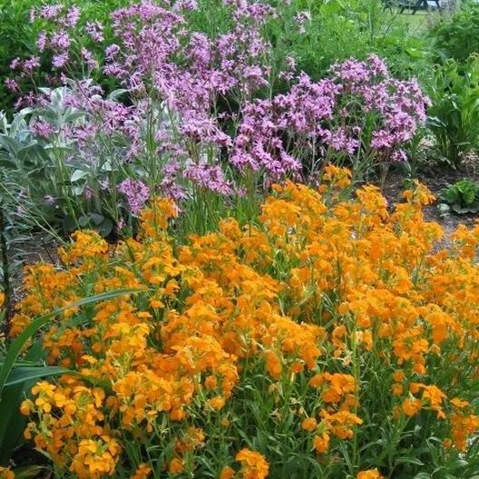 Wallflower SIBERIAN Biennial Heirloom Fall Planting Orange Non-GMO 500 Seeds!