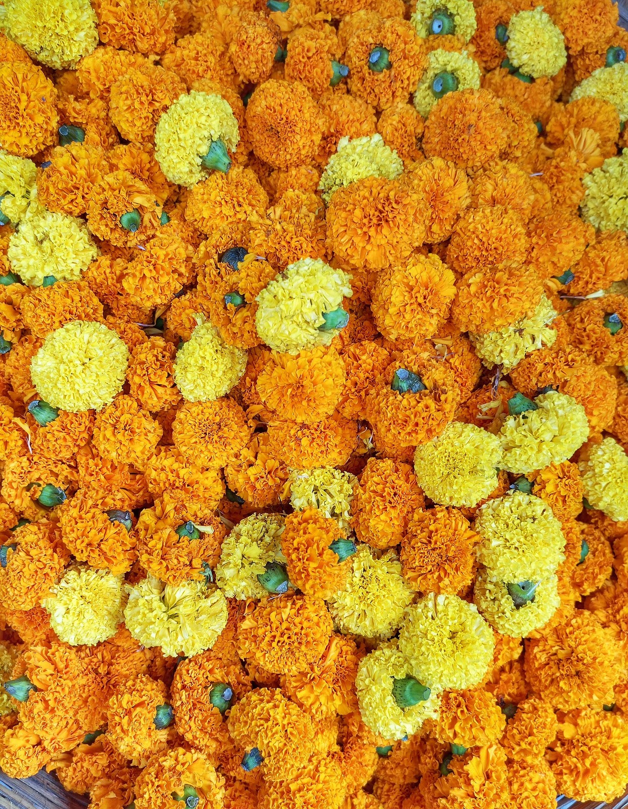 250 AFRICAN MARIGOLD CRACKERJACK Mixed Color Tagetes Erecta Flower Seeds *CombSH
