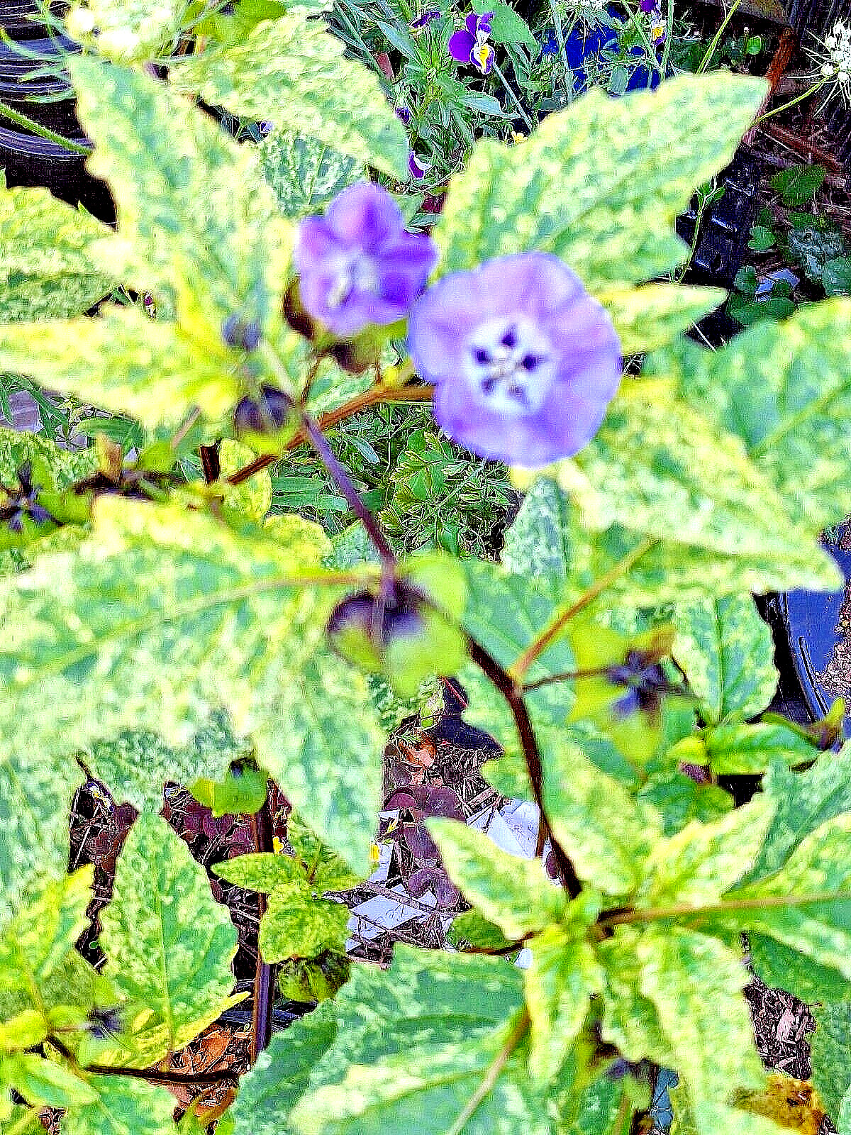 rare variegated shoofly plant 100 seeds, Nicandra Phsalodes Var. Splash of cream