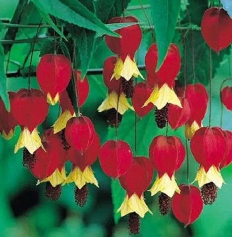 25 Stunning Red Yellow Bleeding Heart Seeds Perennial Flowers Seed Shade