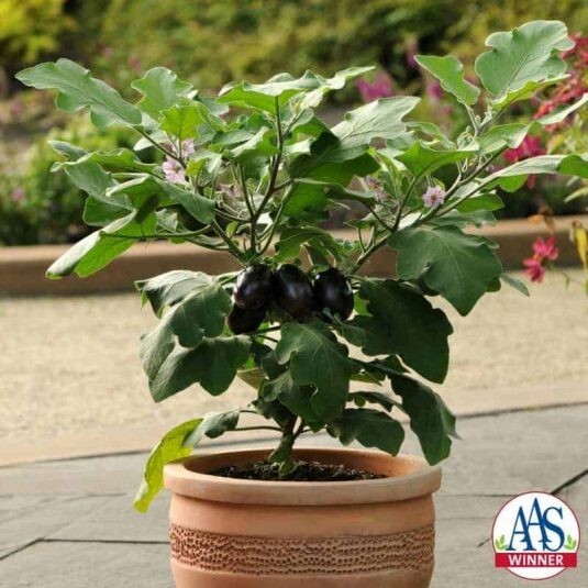 Eggplant Black Beauty/Organic Rosa Bianca/ Little Fingers eggplant/Patio Baby F1