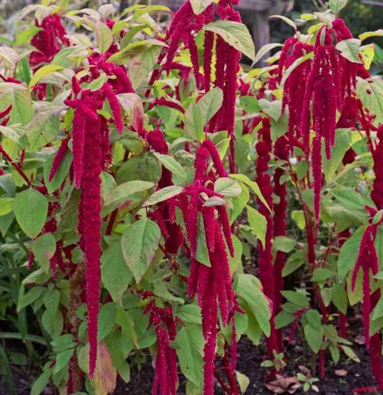 Amaranth Seeds – Love Lies Bleeding Seeds – DRAMATIC! – Grown in the USA