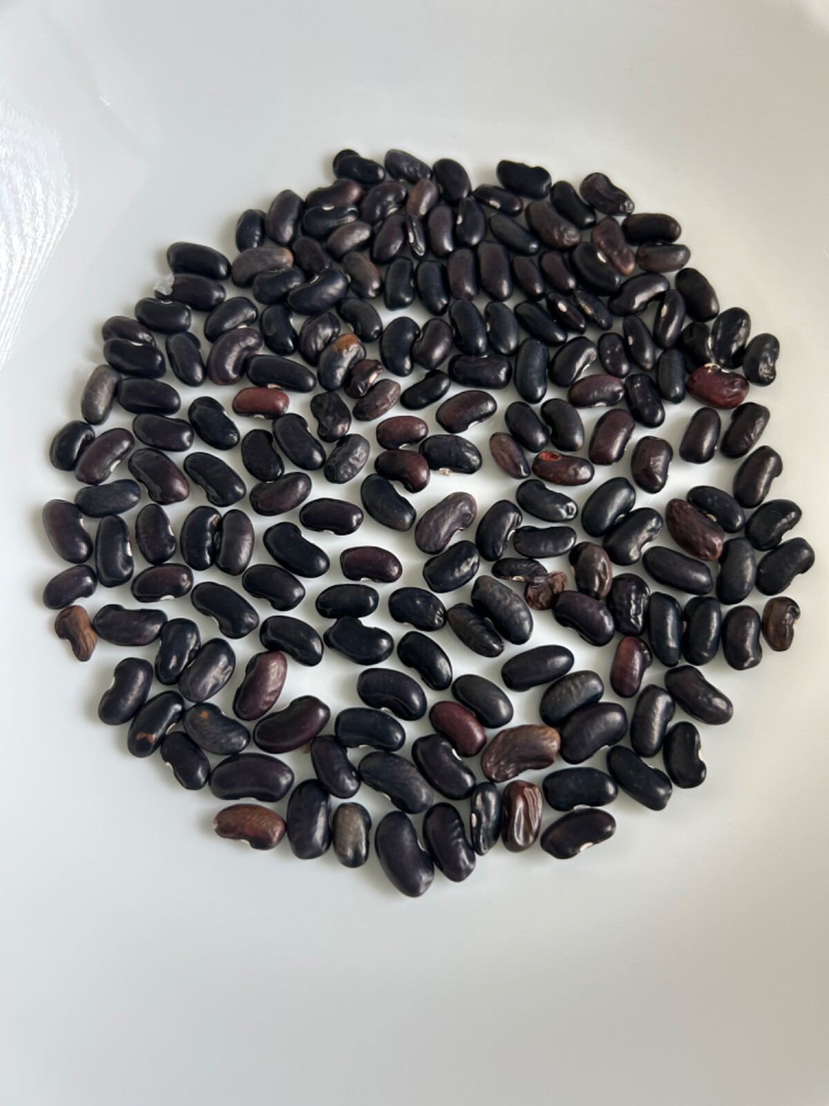25+ Fresh Cherokee Trail of Tears Bean Seeds Prolific Heirloom
