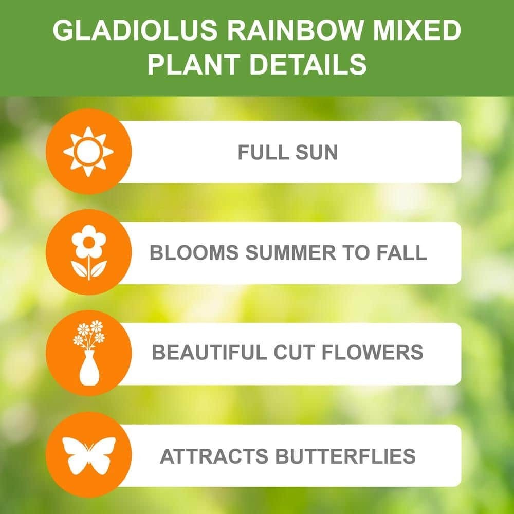 10/12cm, Gladiolus Rainbow Mix Flower Bulbs (Bag of 25)