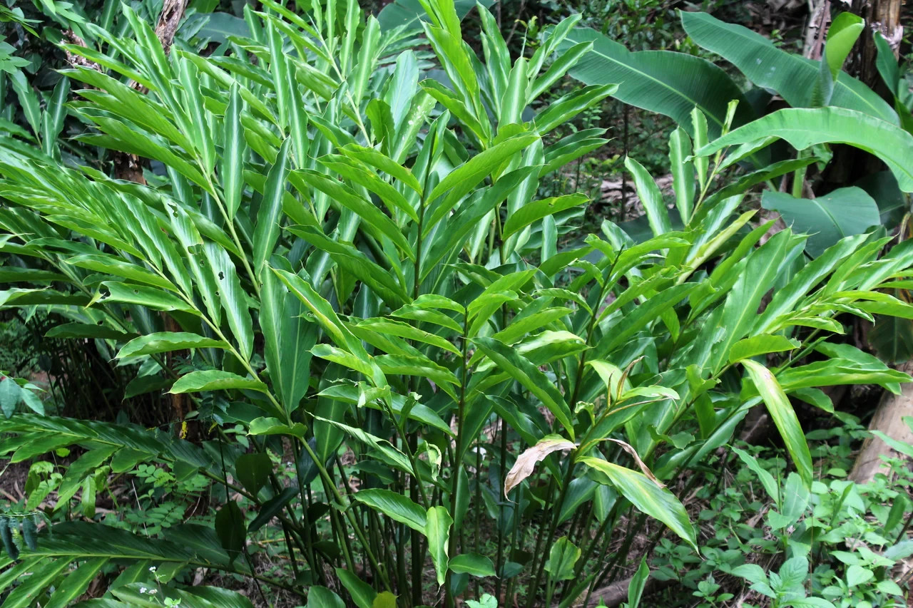 10 Cardamom (Elettaria cardamomum) Herb/Flowering Shrub Tree Seeds – Rare Spice