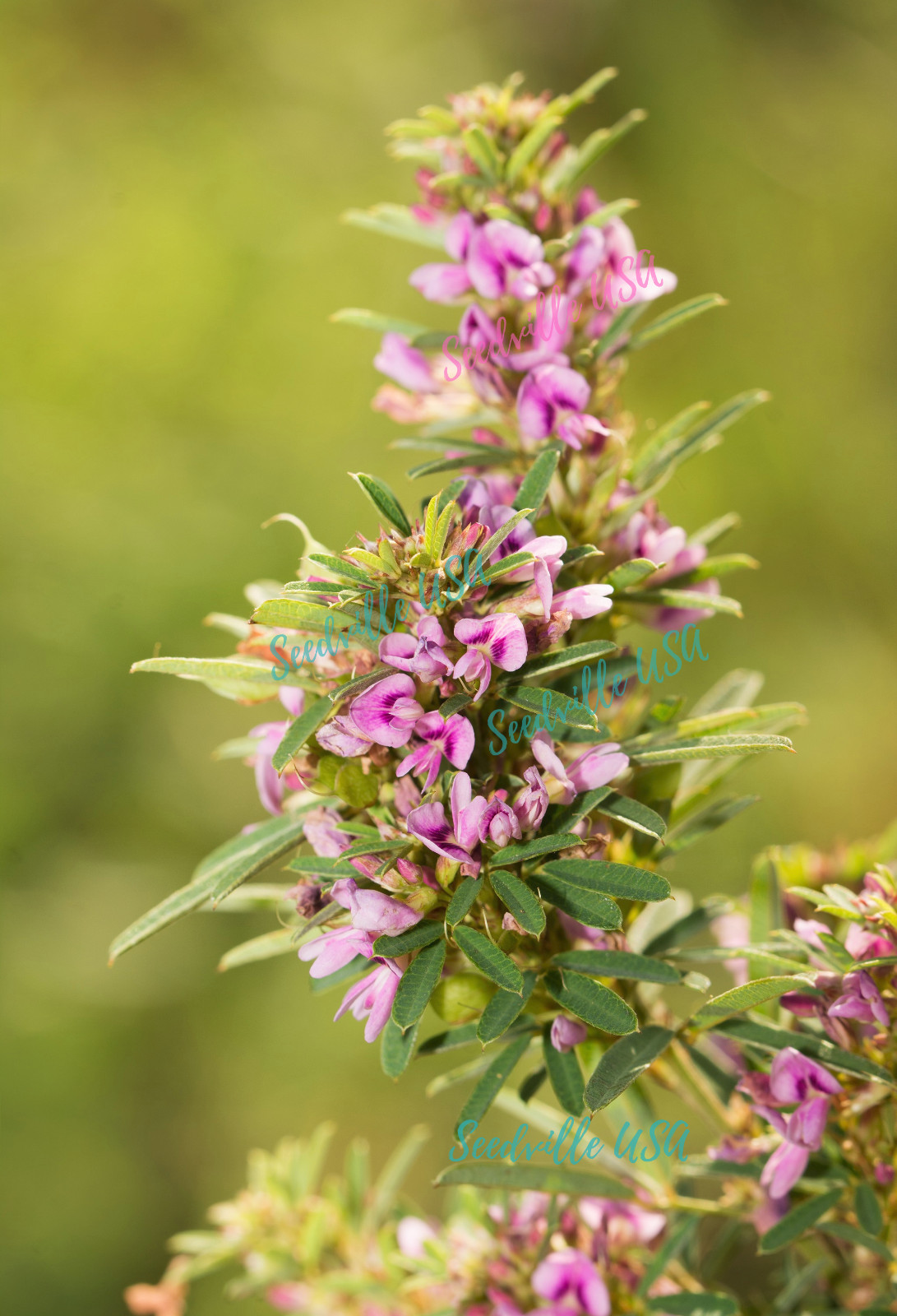 100 SLENDER BUSH CLOVER Lespedeza Virginica Shrub Pink Purple Flower Seeds