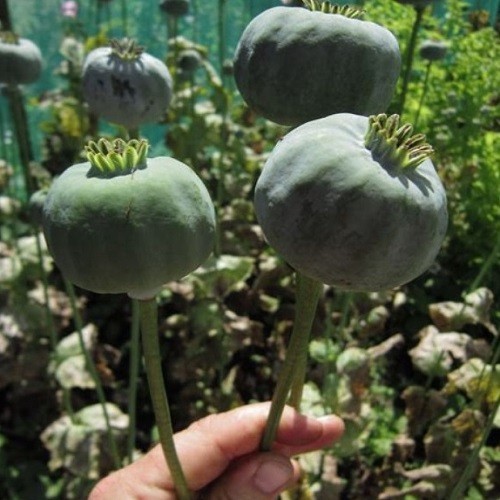 Heirloom Hungarian Blue Breadseed Poppy Seeds | Stratified Papavaer somniferum