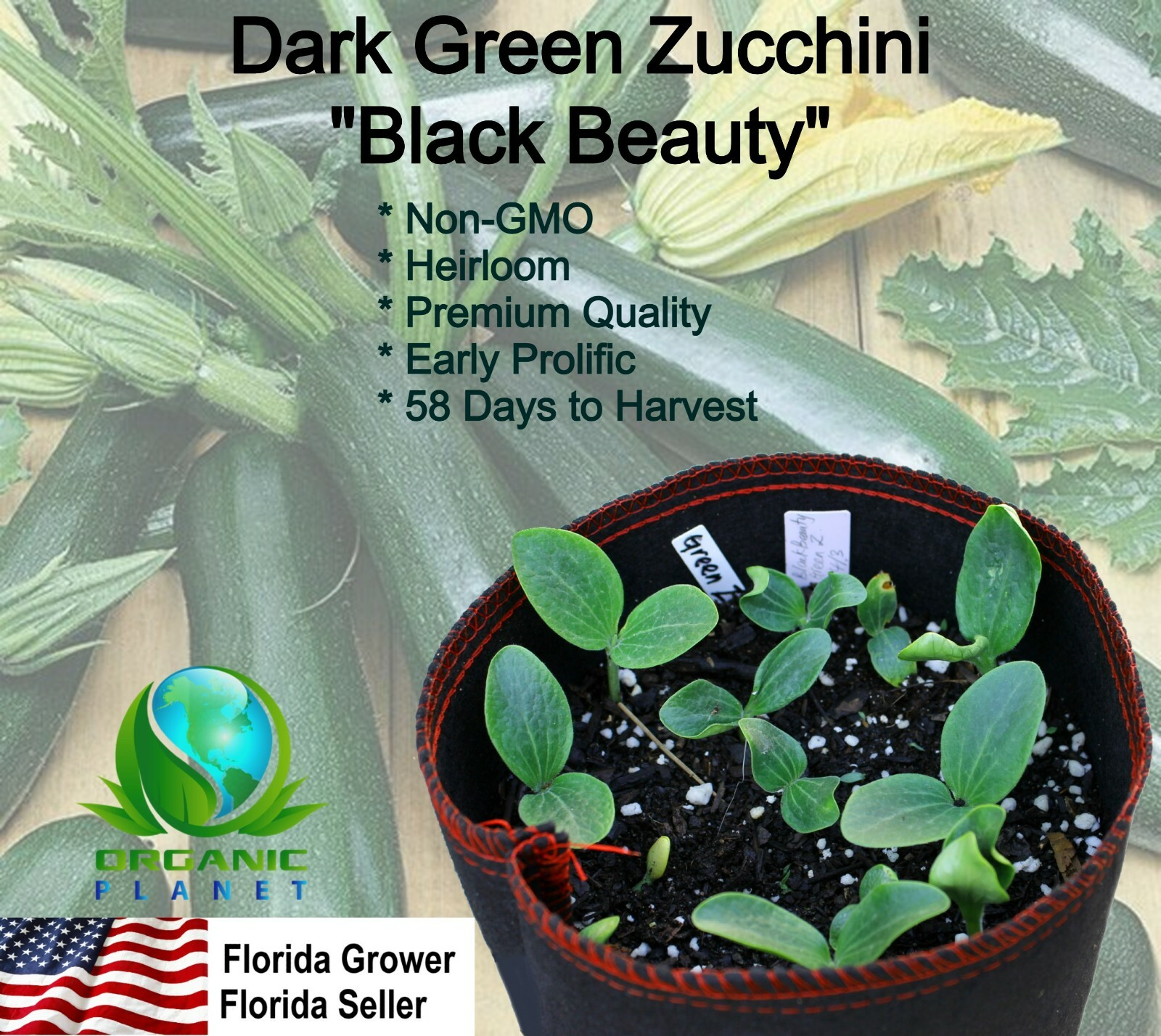 Dark Green Zucchini Seeds Black Beauty Early Prolific Non-GMO Heirloom