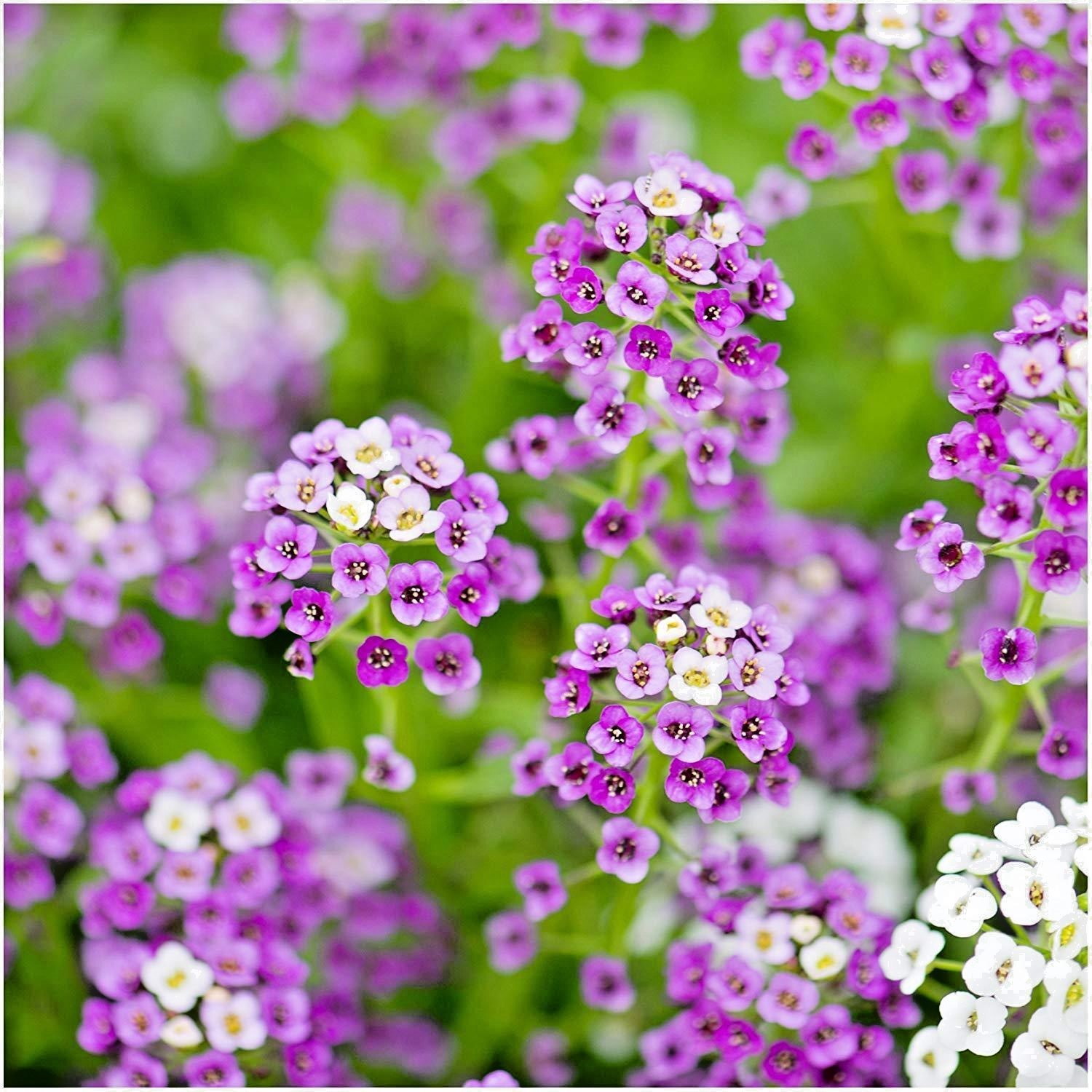 1001+ROYAL CARPET SWEET ALYSSUM Flower Seeds Drought Heat Groundcover Baskets