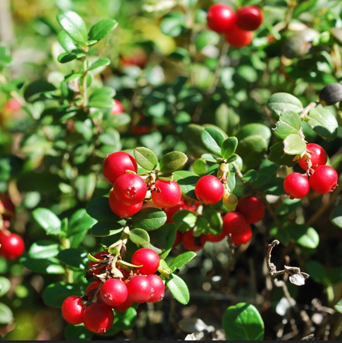 Linnea Lingonberry plant, well rooted plant 2-4 inches tall