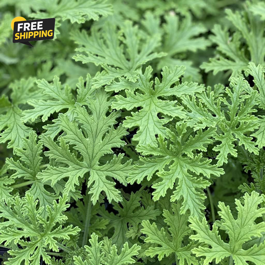 1500 Citronella Plant Seeds Citronella Plant Seeds Home Heirloom Garden Perennia