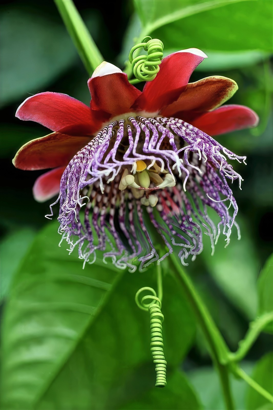 10 GIANT GRANADILLA SEEDS Passiflora quadrangularis Passionfruit Flower Plant
