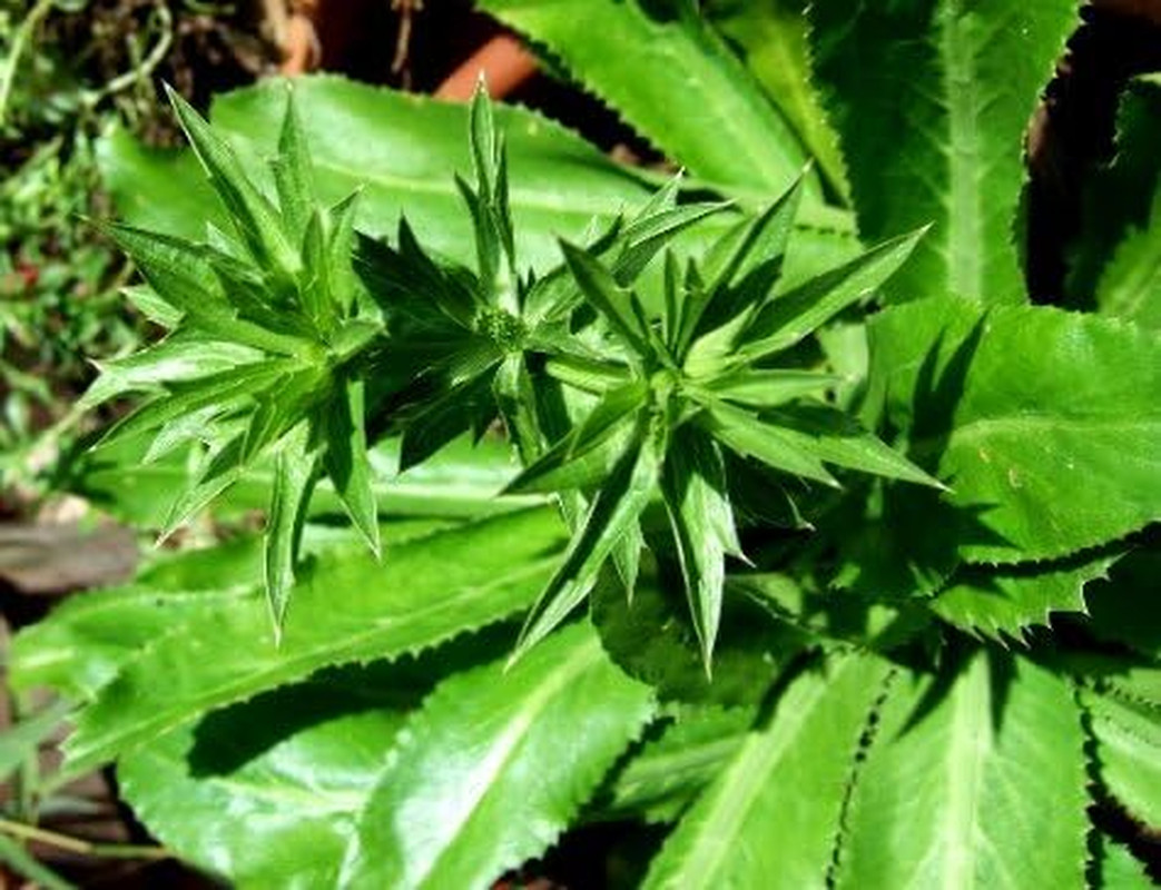 Recao, Culantro, Cilantro Ancho, Mexican Coriander (Eryngium Foetidum) 200++ Qty