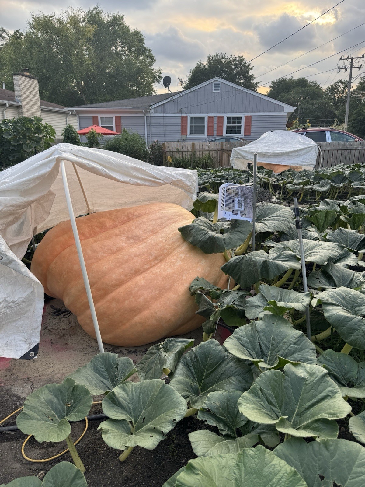 2 Atlantic Giant pumpkin Seeds from our own 2026 pound state champion winner!!!
