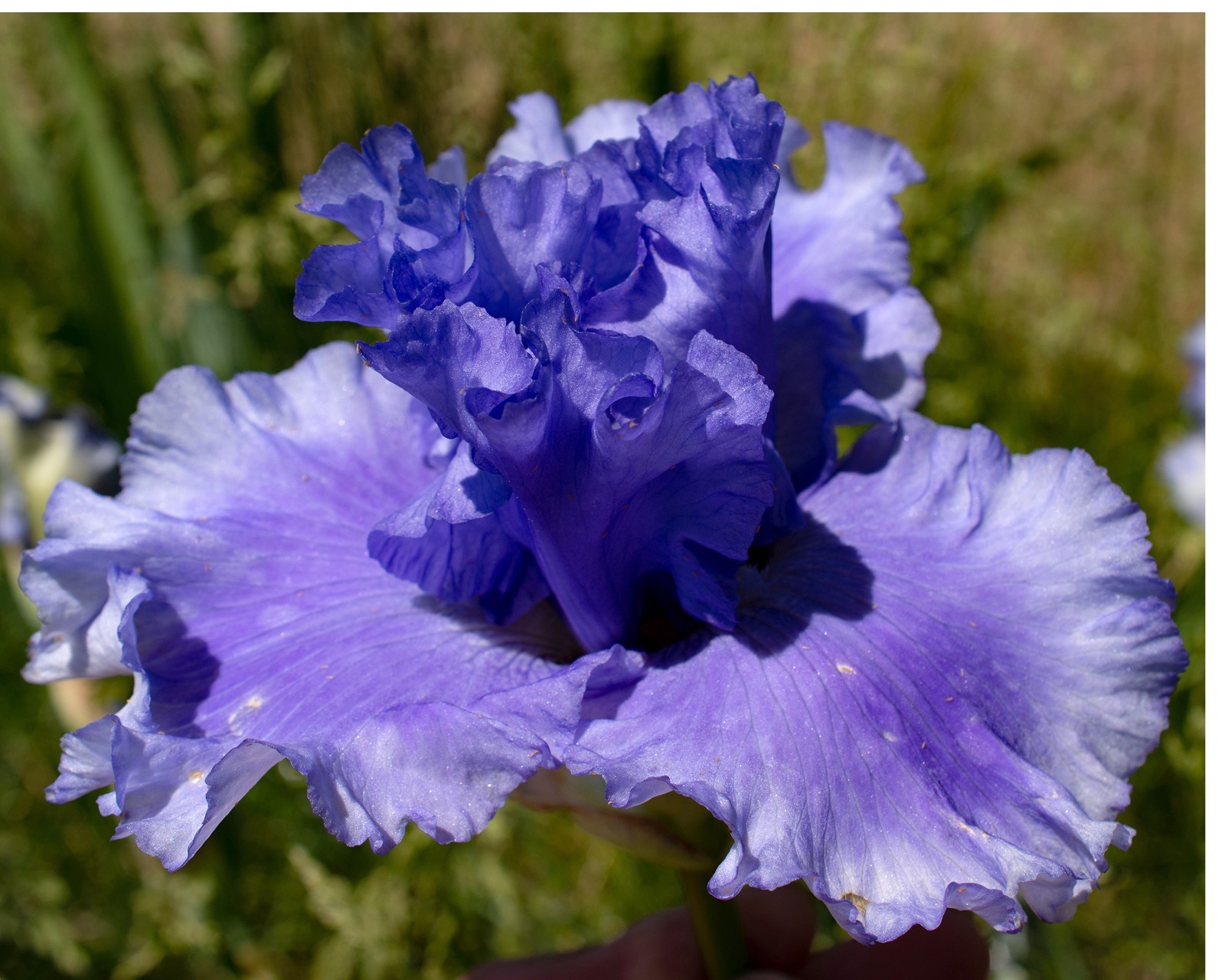 **BLUE BARON* Tall Bearded Iris. Pre-Order, Fresh Dig, Combined Ship: Jul – Sep