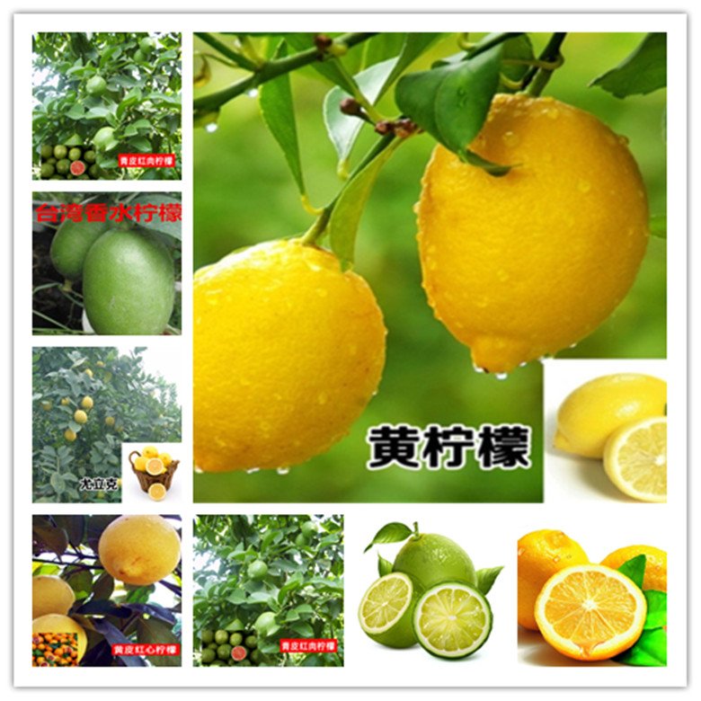 20 SEEDS LEMON LIME for germination garden bed plant tree citrus green yellow