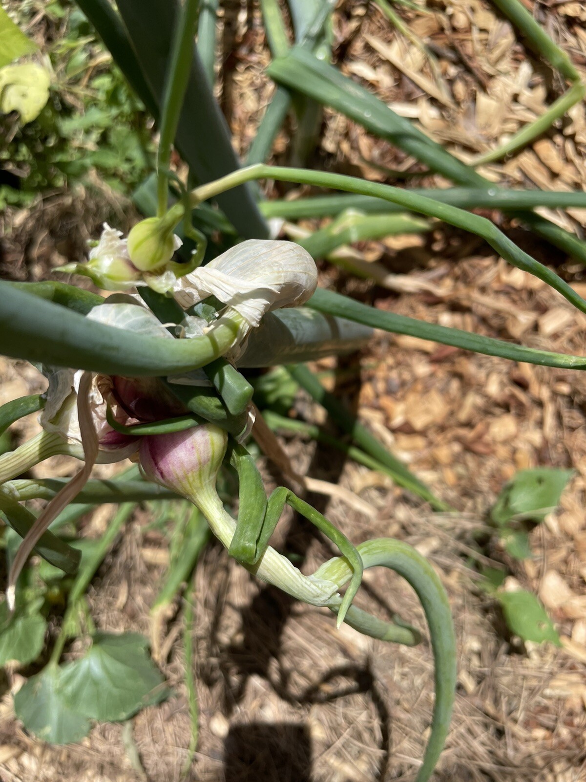 Organic Egyptian Walking Onion Bulbs