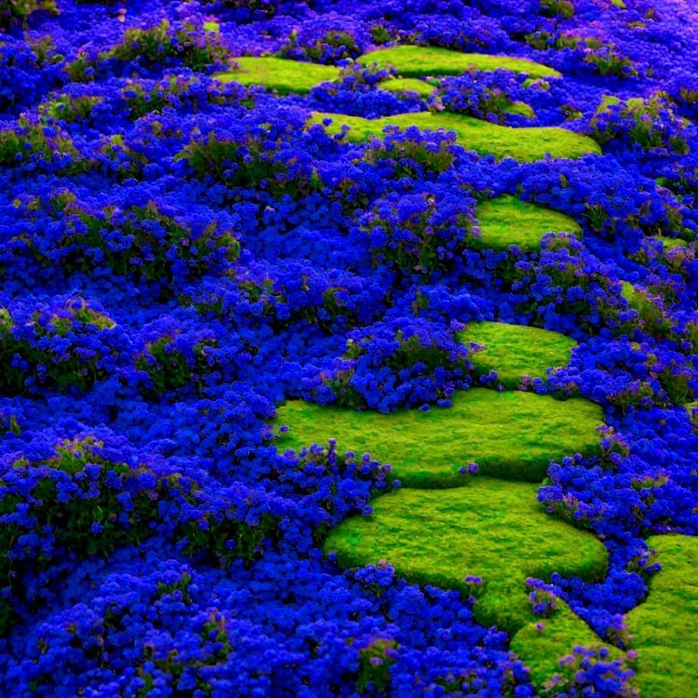 Blue Woolly Thyme Seeds,20001+ Blue Creeping Thyme Seeds Ground Cover,Drought To