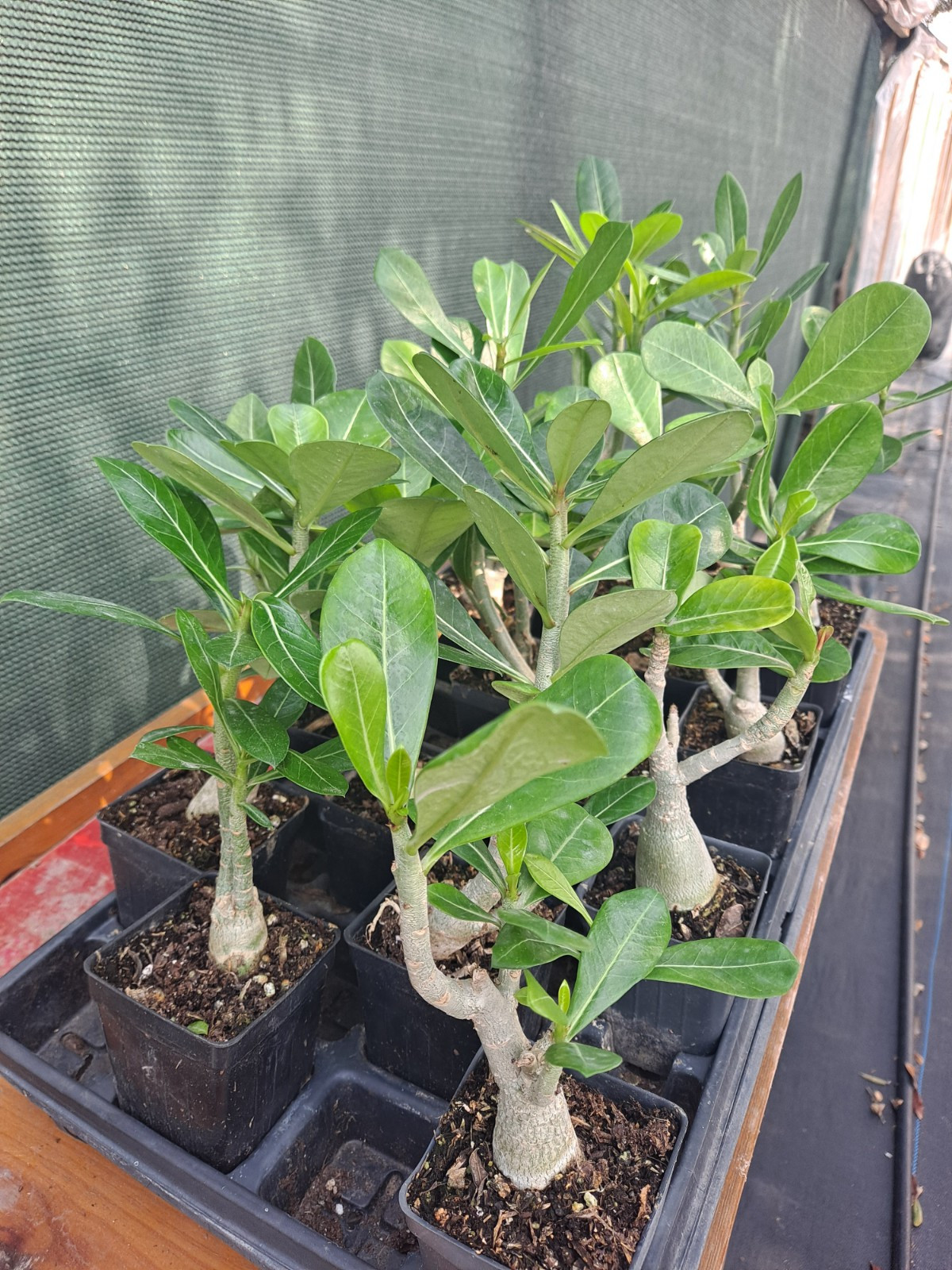 5 Adenium Obesum desert rose seedlings Rosa Del Desierto US SELLER