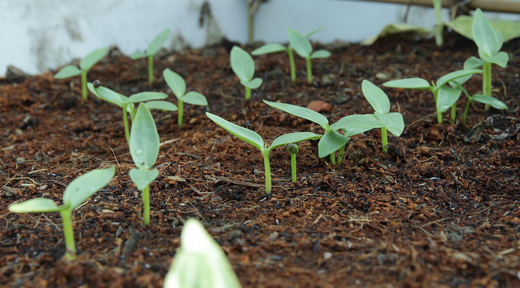 Green Malabar Short Vine Spinach Seeds -Vietnamese Mung Toi Khong leo Plant