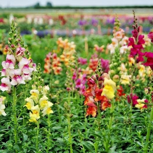 2001+SNAPDRAGON TETRA MIX Flower Seeds Spring Fall Garden Patio Container Easy